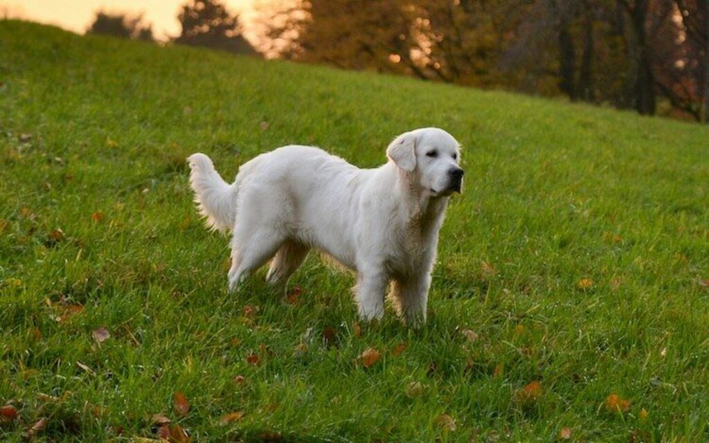 english cream golden retriever
