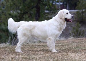 german wirehaired pointer shedding stop my dog shedding