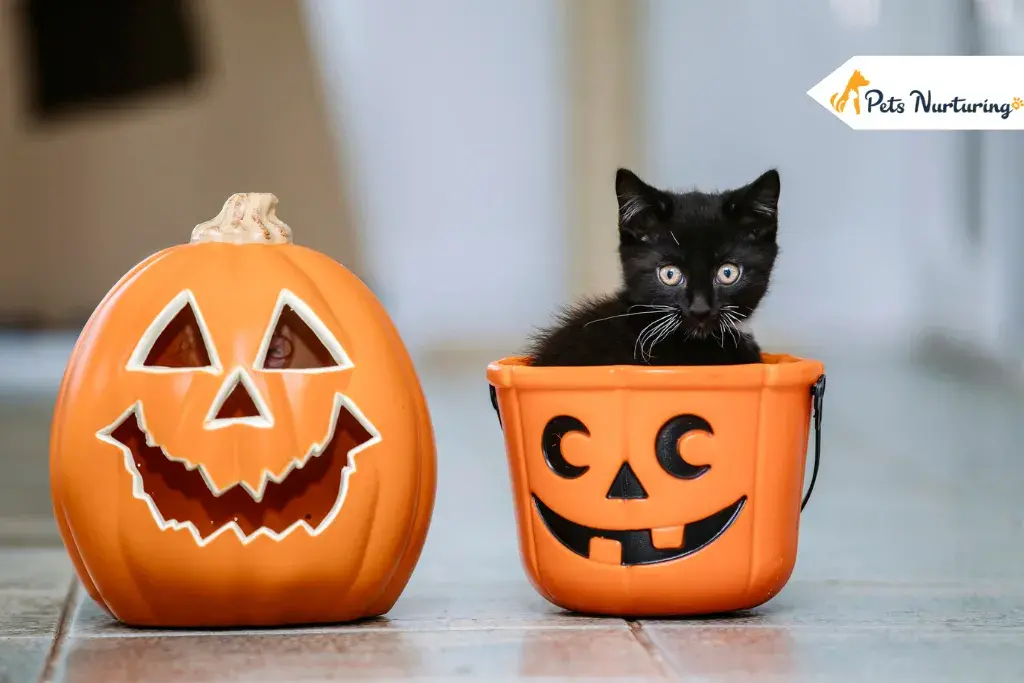 Halloween cat