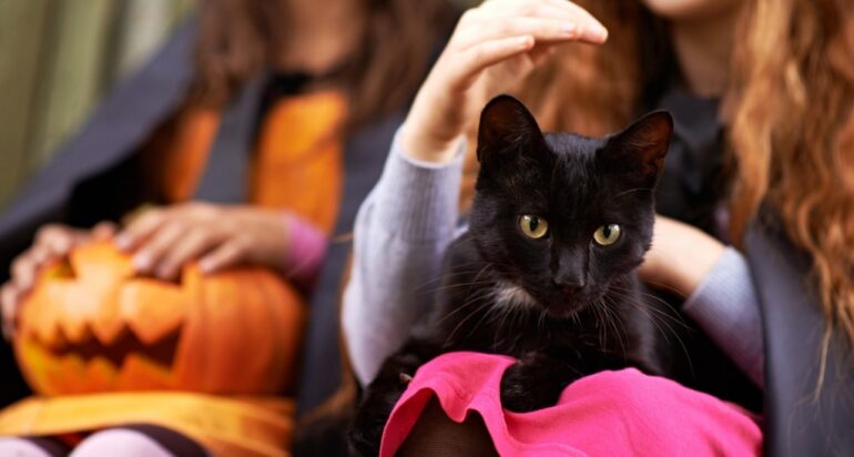 Halloween Cats: The History, Myths & Facts | Pets Nurturing