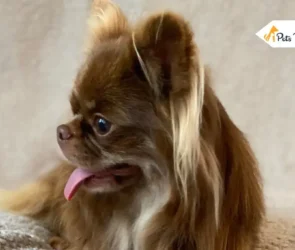 Long Hair Chihuahuas