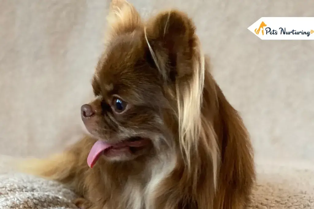 Long Hair Chihuahuas