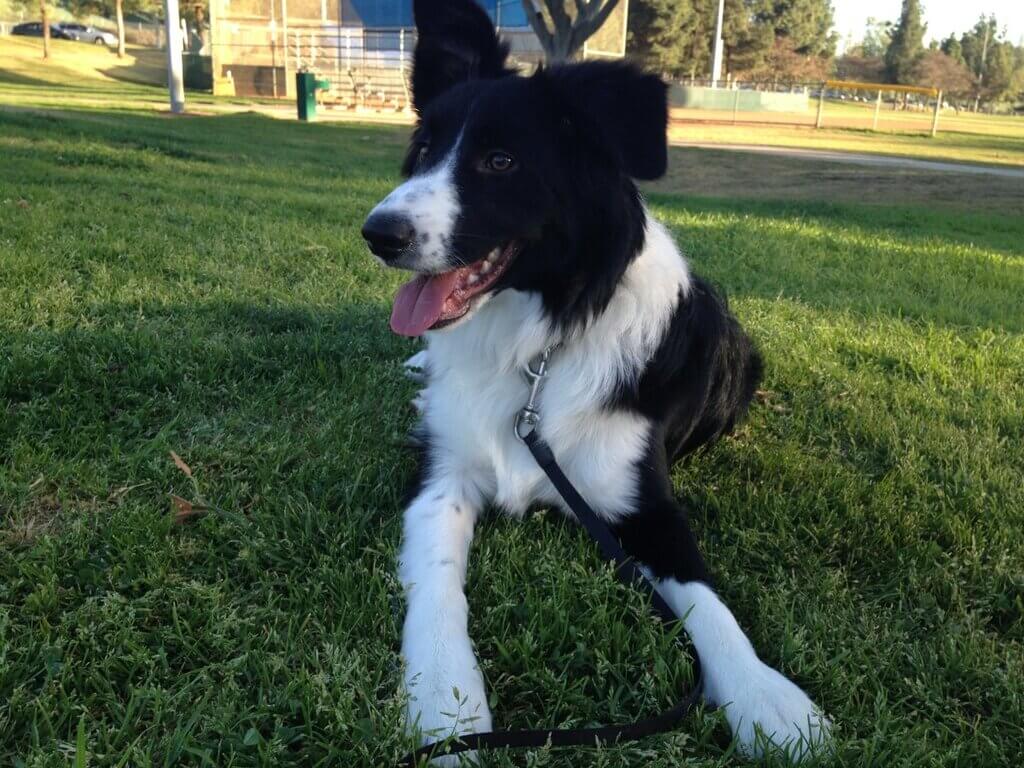 Mini Border Collie