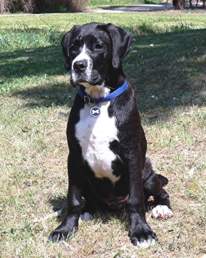 boxer lab mix