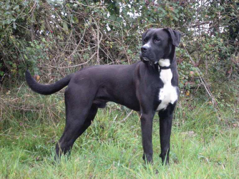 Boxer Lab Mix A Complete Boxador Dog Breed Information