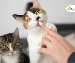 cats licking