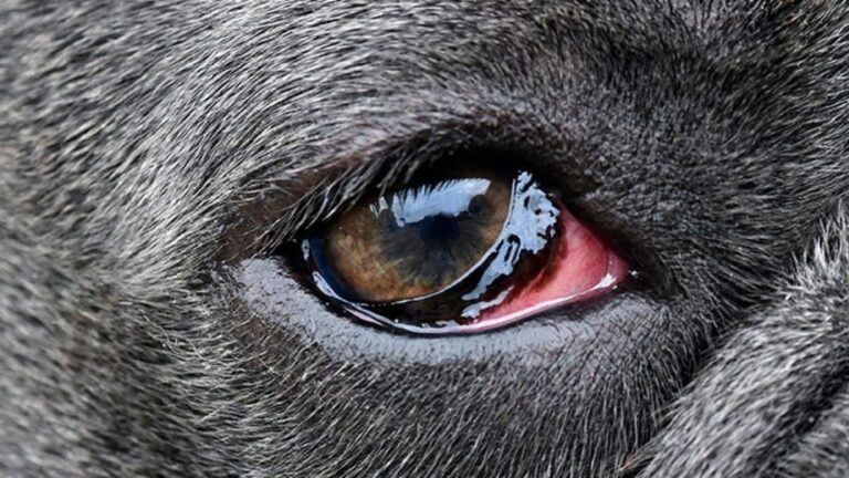 An Ultimate Guide On Eye Infection In Dogs Pets Nurturing