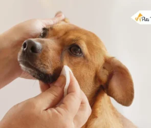 dog eye infections