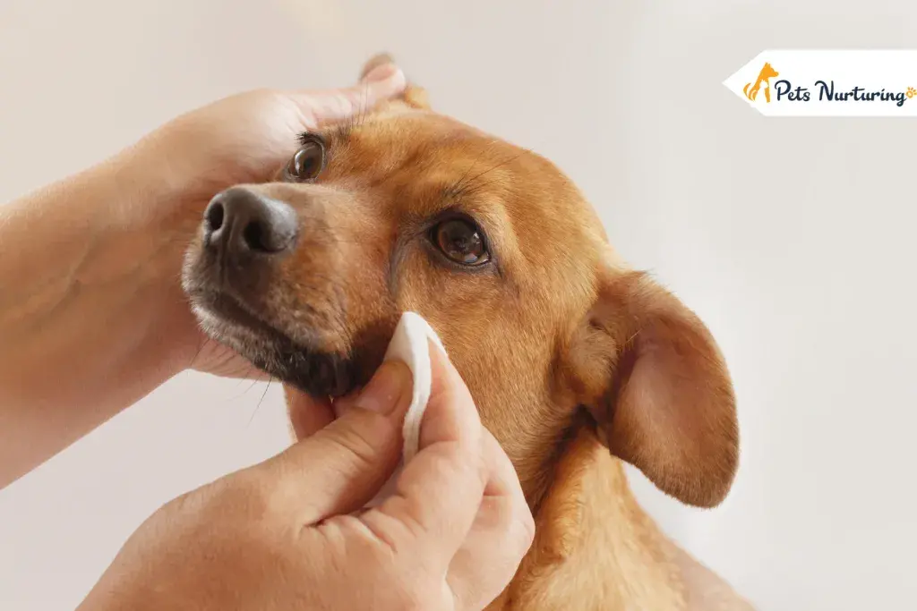 dog eye infections