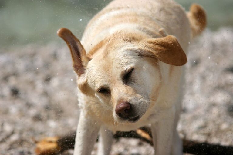 Why Does My Dog Shaking Head Continuously? Pets Nurturing