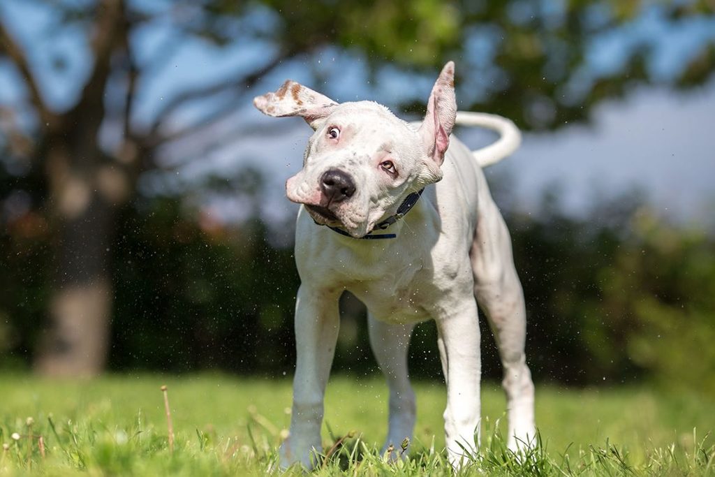 Dog Head Shaking After Grooming