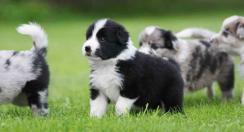 mini collie