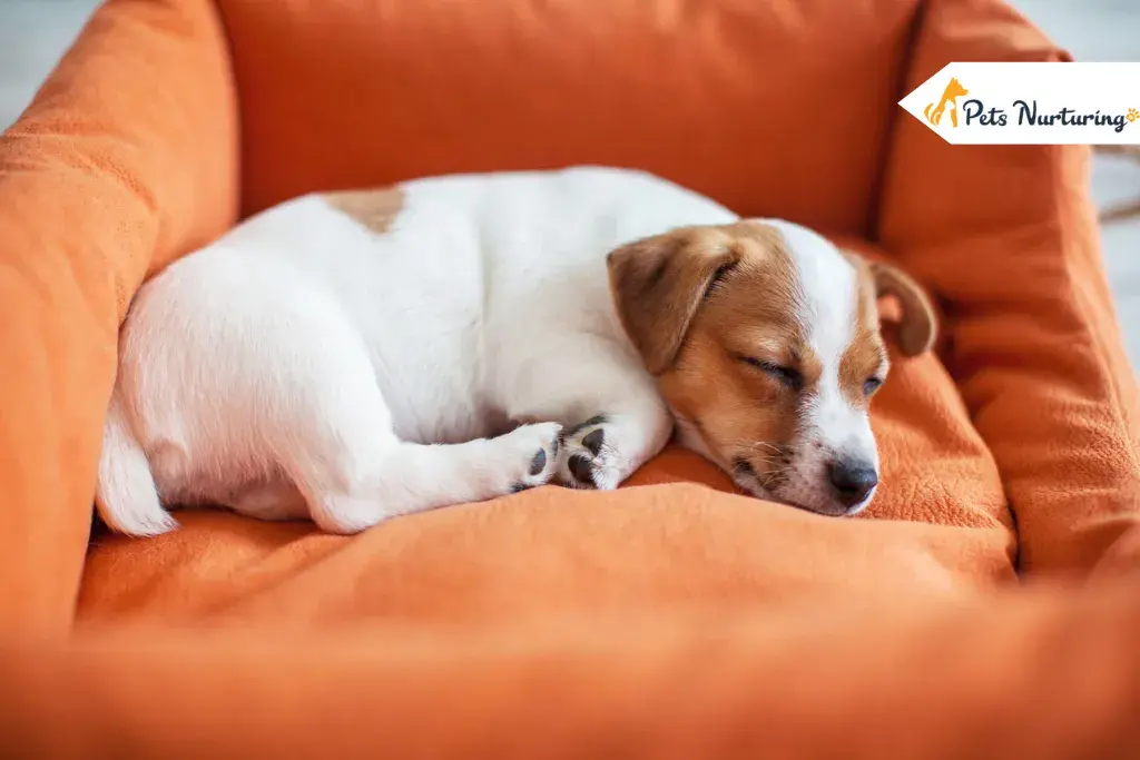 Dog Fall A sleep Fast