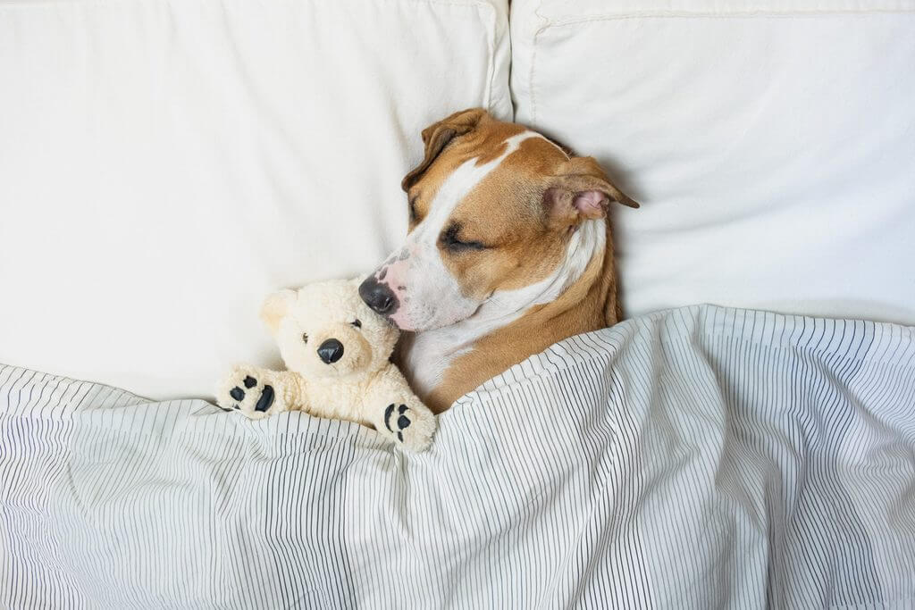 5 Ways To Make Your Dog Fall Asleep Fast Pets Nurturing