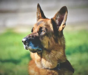 Facts About German Shepherds