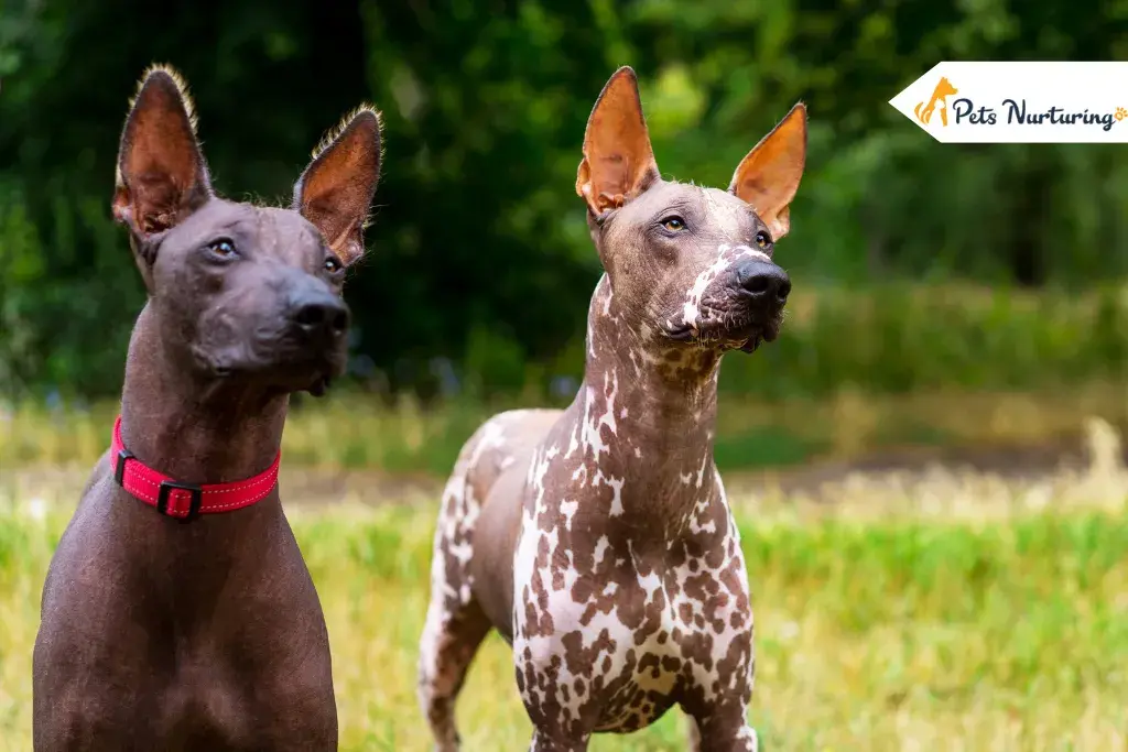 Hairless Dog Breed