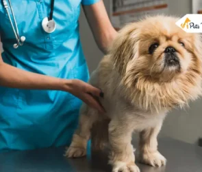Lymphoma in Dog
