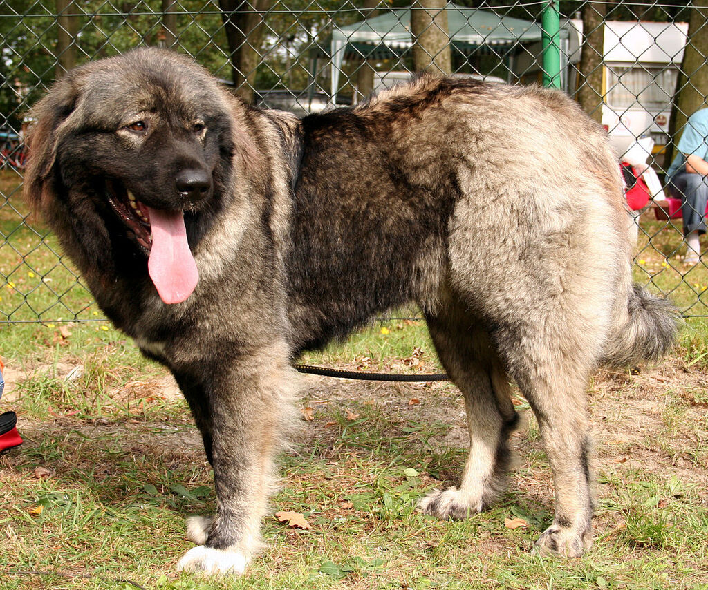 can i shave the estrela mountain dog