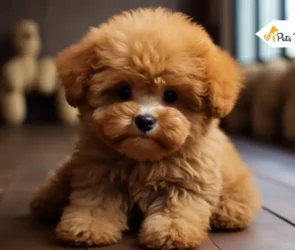 Teddy Bear Dogs Breed