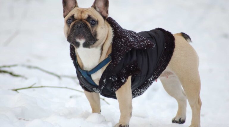 best dog sweaters