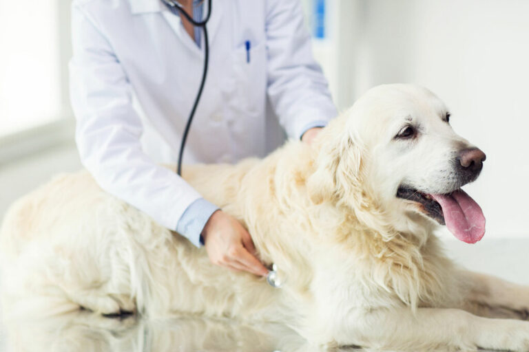 Lymphoma in Dogs a Complete Guide to Know Pets Nurturing