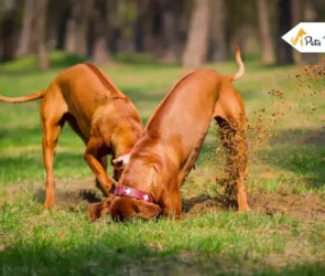 dogs like to digs