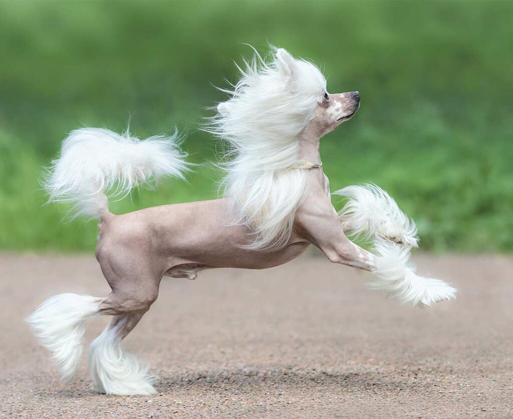 hairless dog breeds