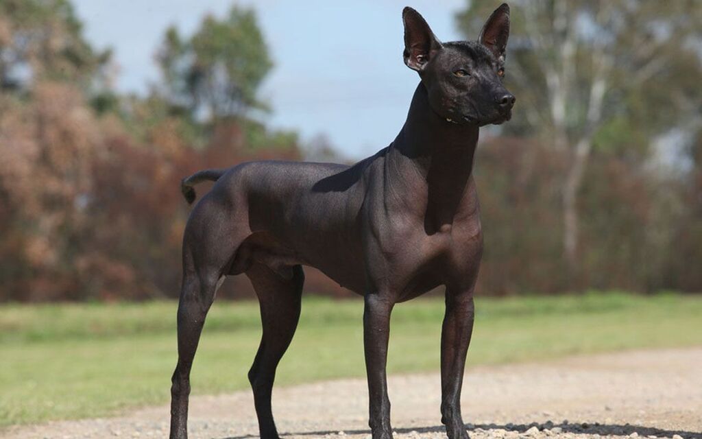hairless dog breeds