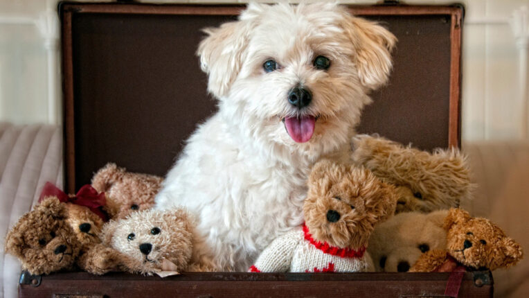 show me pictures of teddy bear dogs