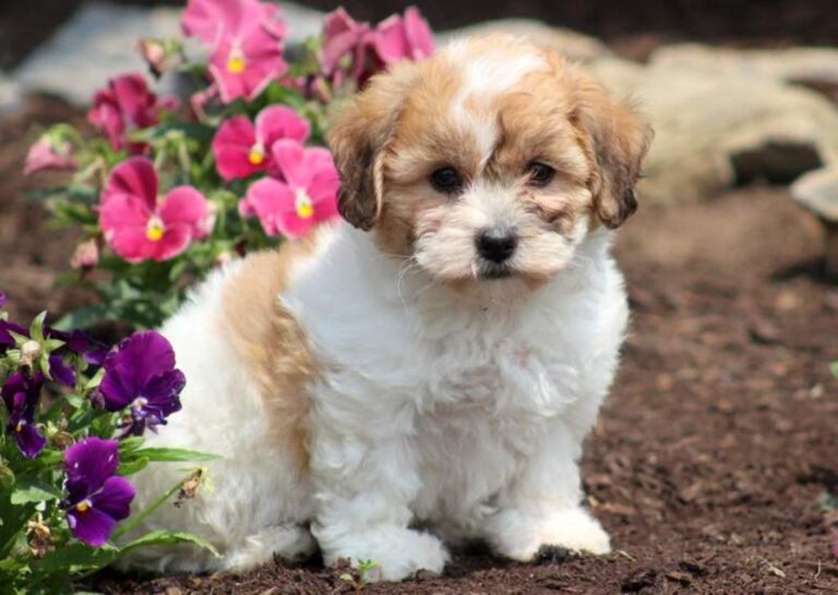 dog breed teddy