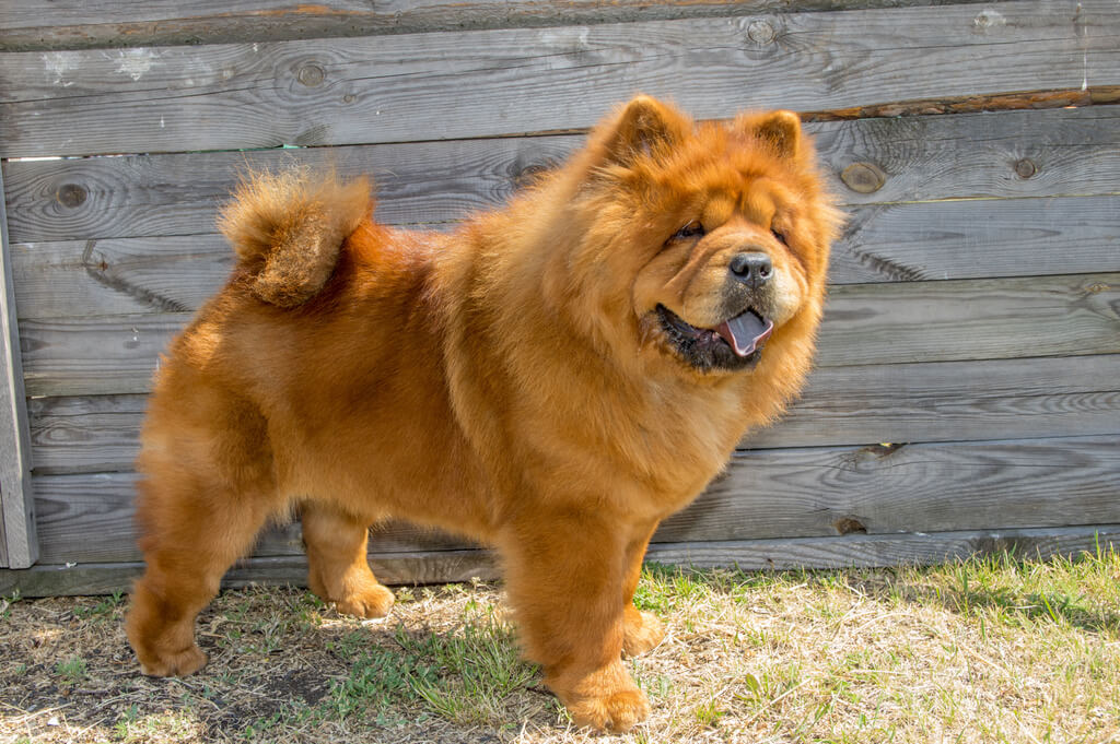 what is a teddy bear dog 