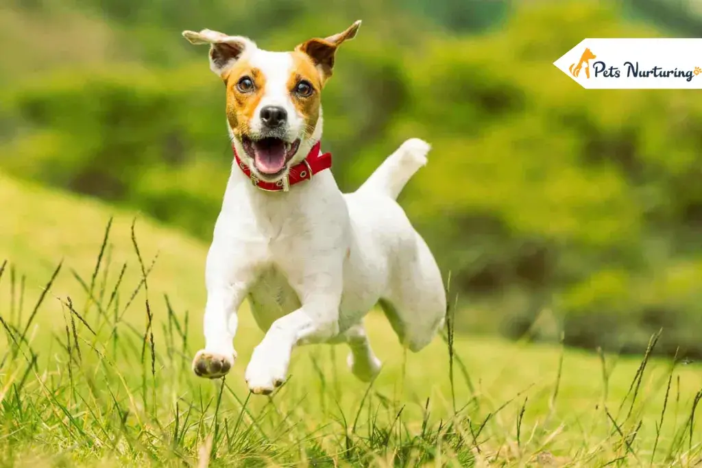 Fastest Dog Breed