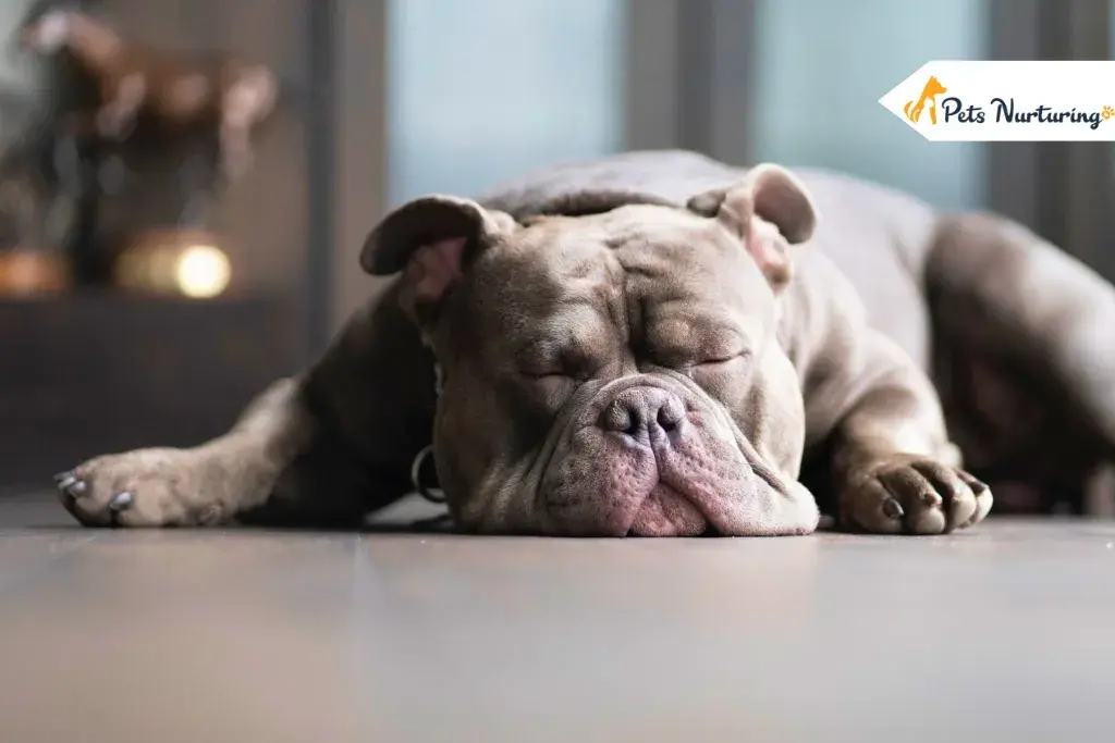 Melatonin for Dog