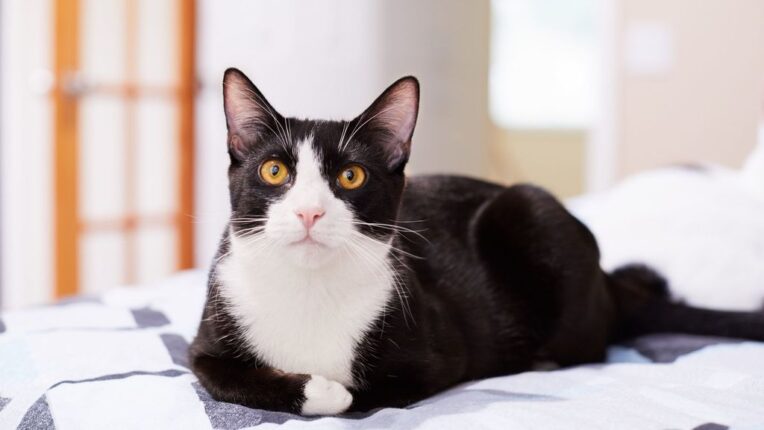 9 Intelligent Black and White Cat Breeds | Pets Nurturing