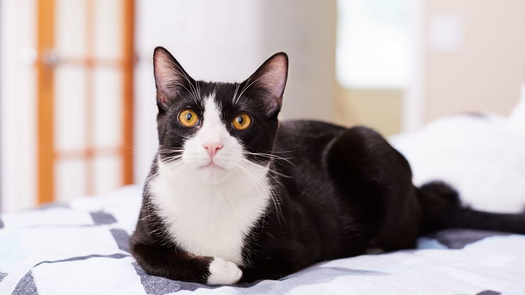 What is a white and black cat called? - Rankiing Wiki : Facts, Films