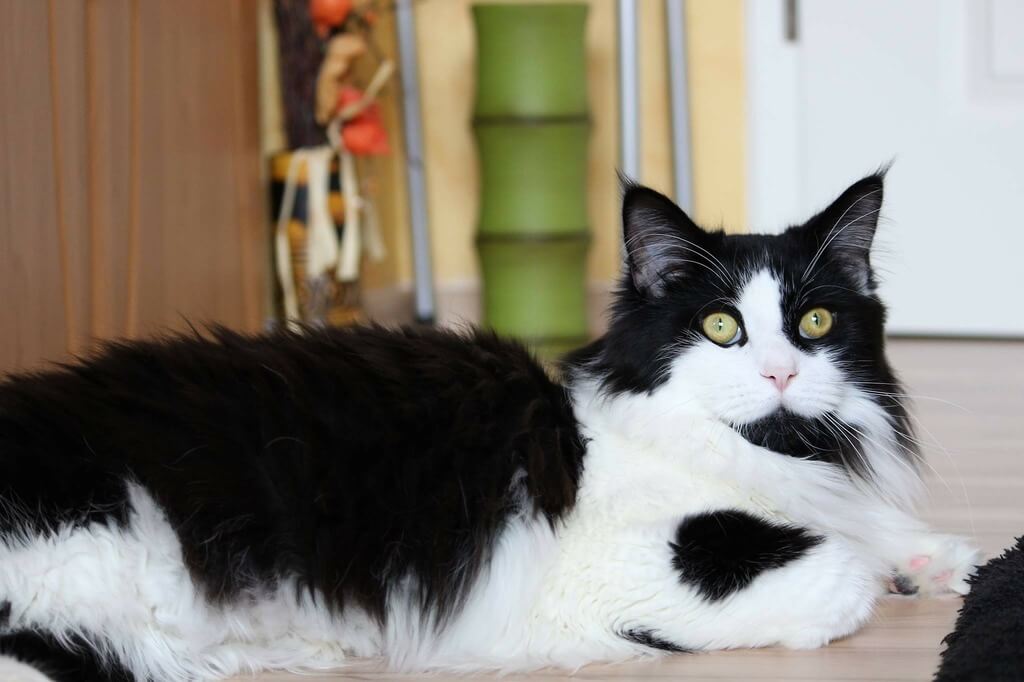 Maine Coon: black and white cat 