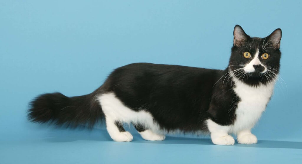 Munchkin: black and white cat 