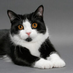 Black And White Cat Breeds 3 250x250 