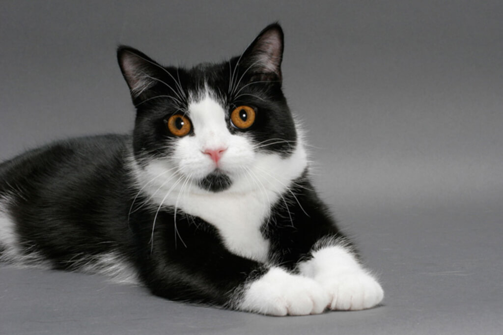 Manx Cat: black and white cat 