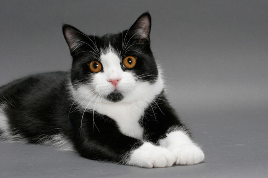 purrfectly-unique-black-and-white-cat-breeds-catmags