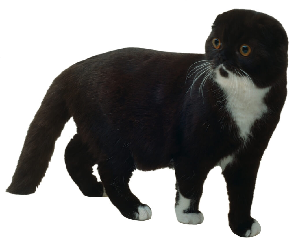 Scottish Fold: black and white cat 