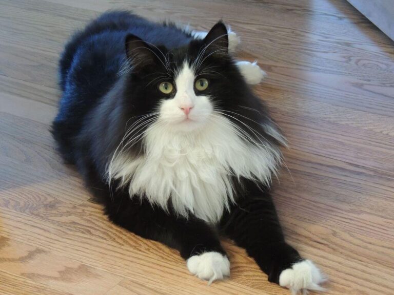 9 Black and White Cat Breeds ( with Pictures)