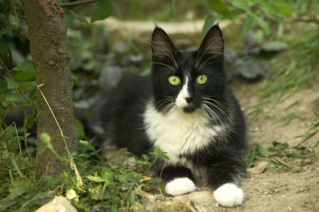 9 Gorgeous Black And White Cat Breeds ( With Pictures)