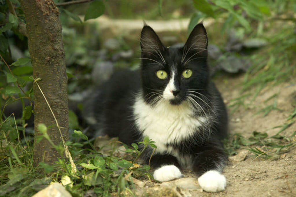 Turkish Angora: black and white cat