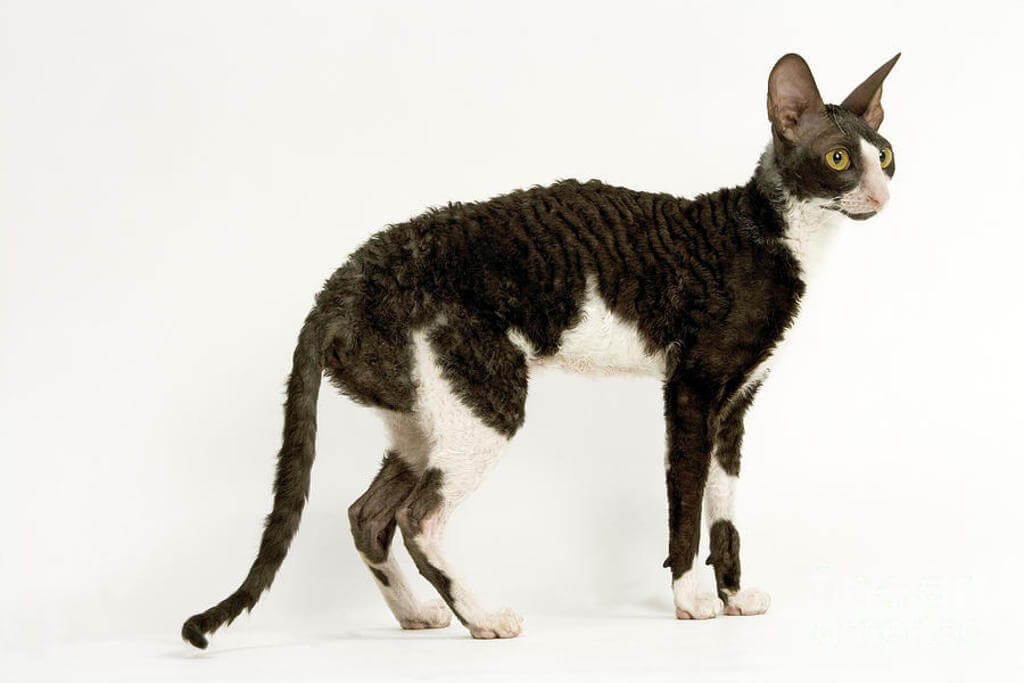 Cornish Rex: black and white cat 