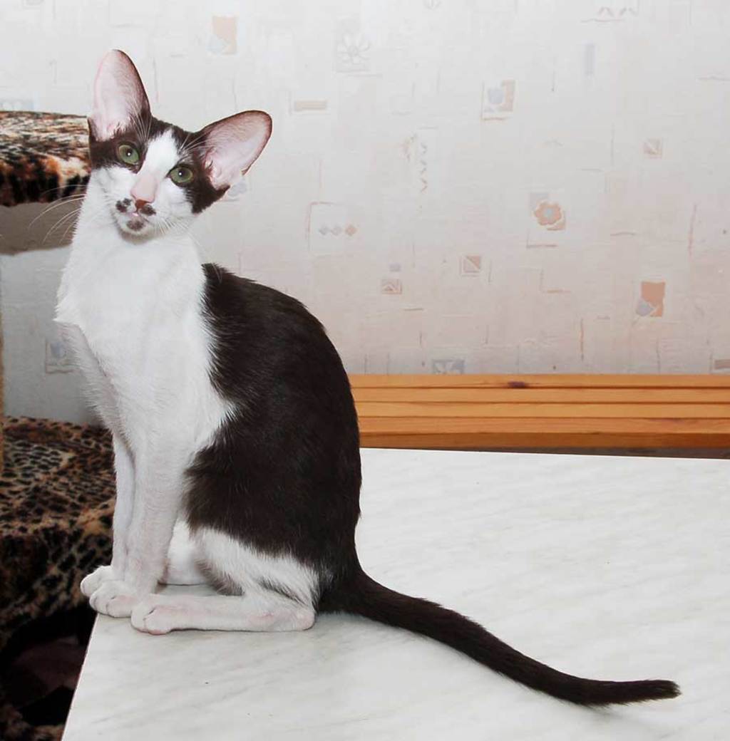Oriental Shorthair: black and white cat 
