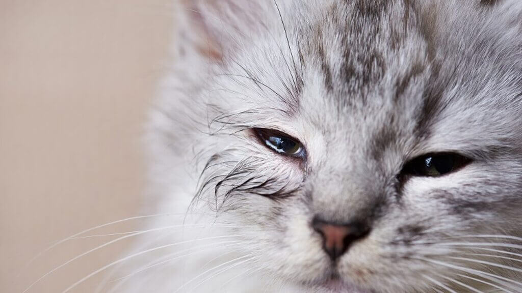 Why Is a Healthy Coating of the Cat's Eyes Crucial