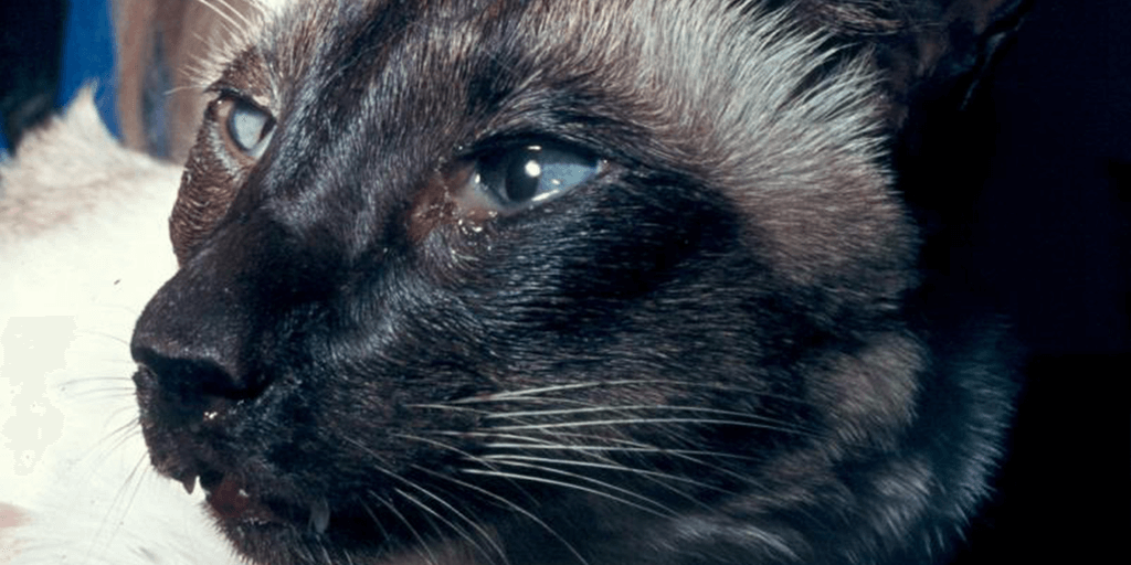 cat eye watering: Does Your Cat Have Any Allergies?