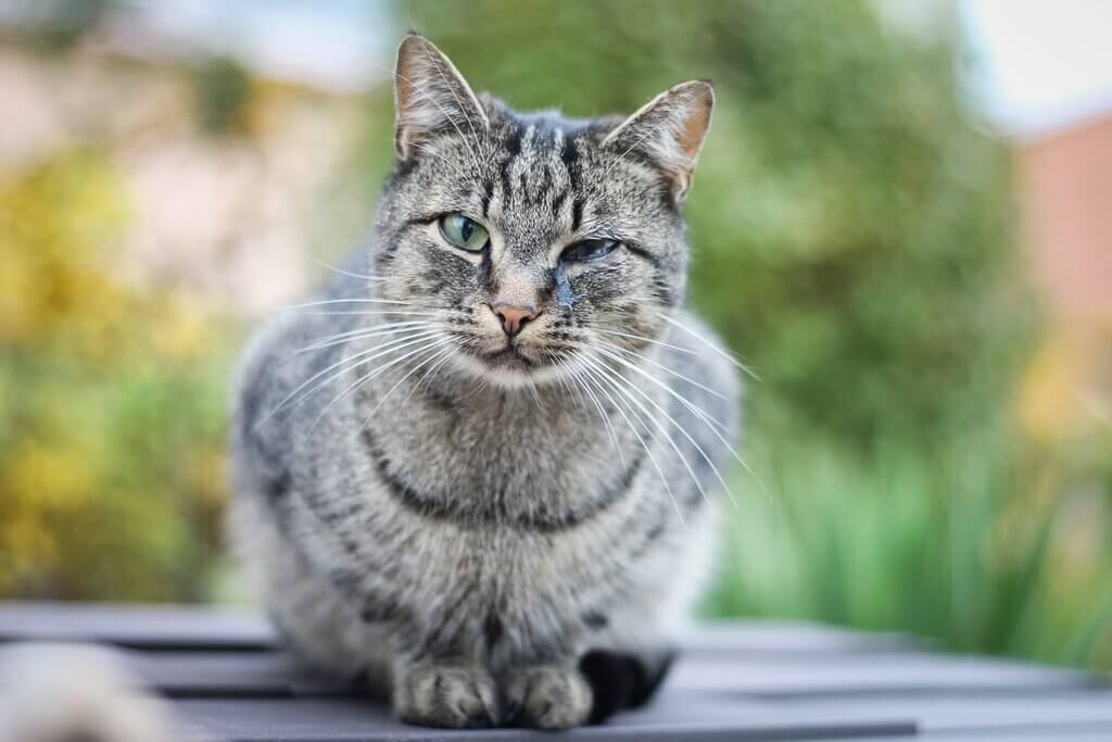 cat eye watering: Is the Skin or Tissues Around the Eyes Red or Swollen?