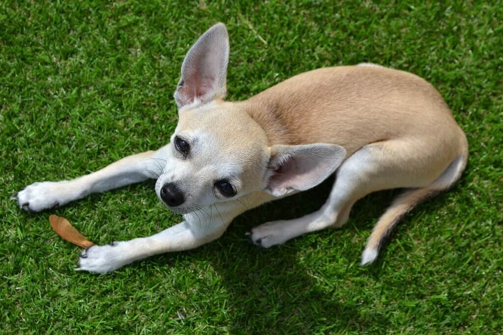 Deer Head Chihuahua Average Lifespan - Pets Lovers